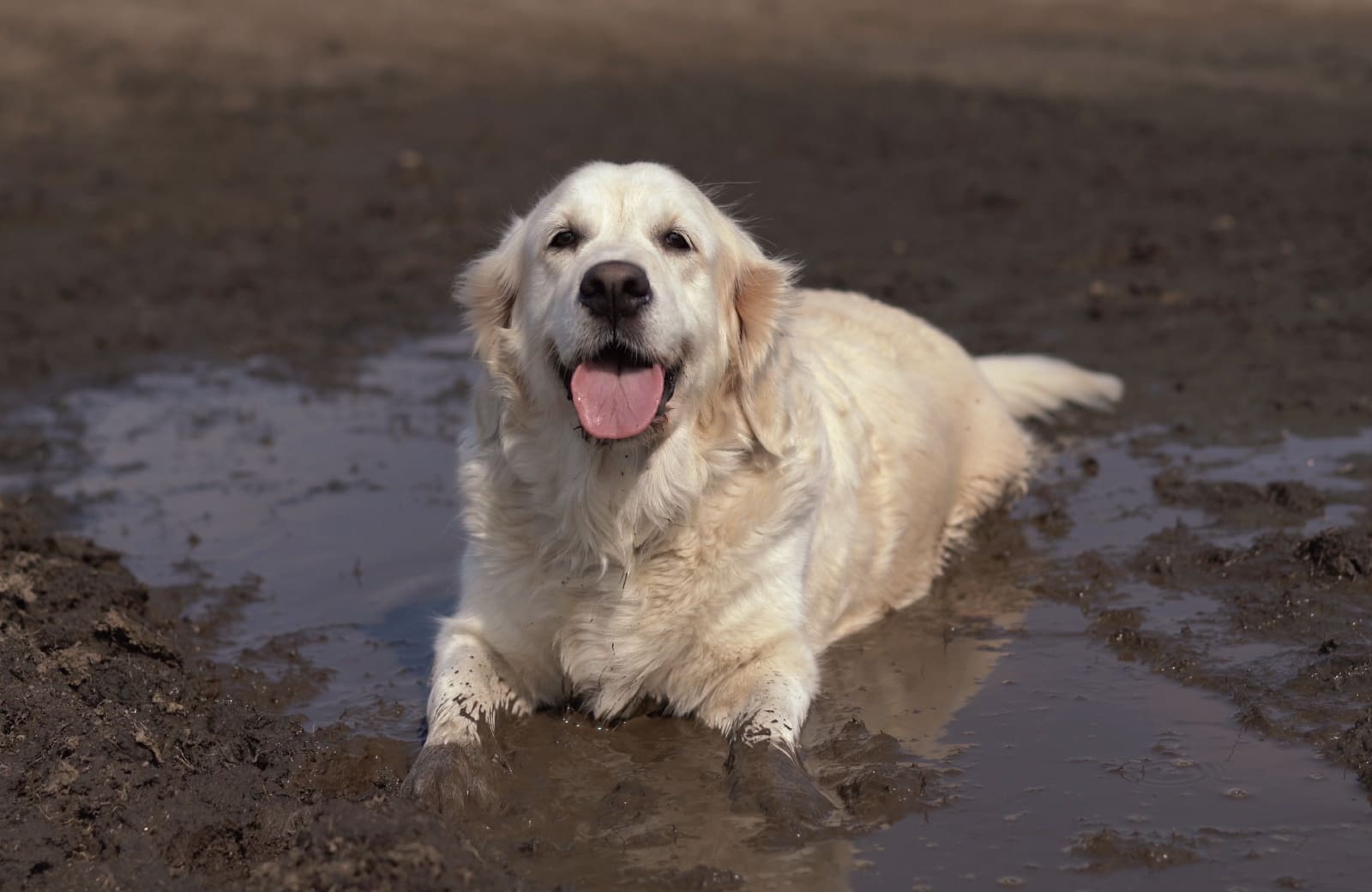 泥遊びをする犬